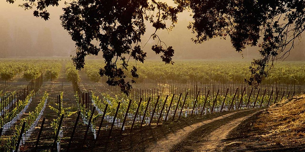 Sonoma Valley, Califórnia, Evento Vinhos da Califórnia, Viva o Vinho
