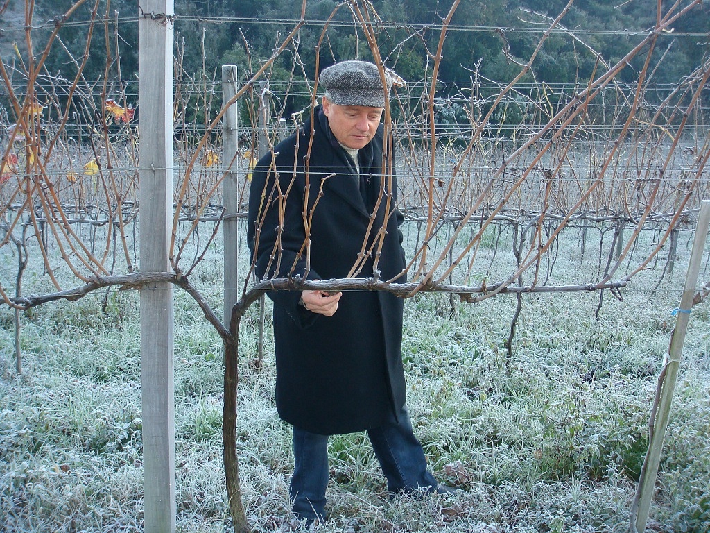 Enólogo Ademir Brandelli, da Vinhos Don Laurindo, verificando as condições dos parreirais em meio a uma geada no Vale dos Vinhedos