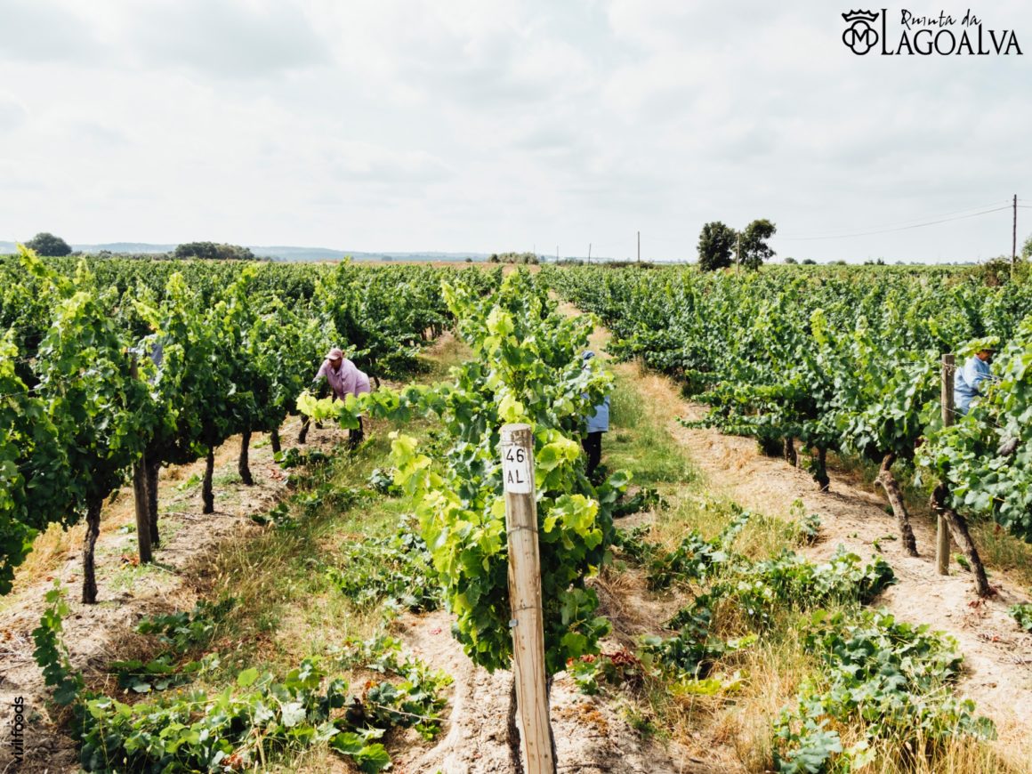 Quinta da Lagoalva | Viva o Vinho